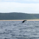 Illustration for article titled In Hawaii, the First Humpback Whale Sighting of the Season Means Winter is Coming